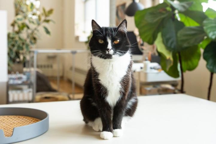 Đặc điểm và cách chăm sóc mèo nhị thể Tuxedo