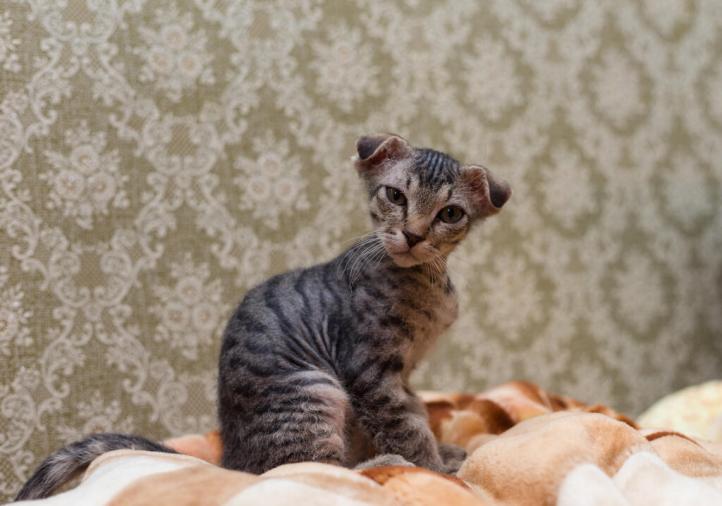 Đặc điểm và cách chăm sóc mèo Ukrainian Levkoy