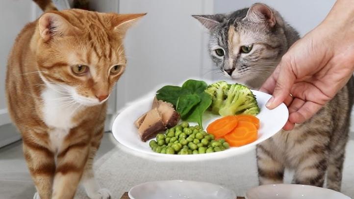 Các loại rau tốt cho mèo là gì?