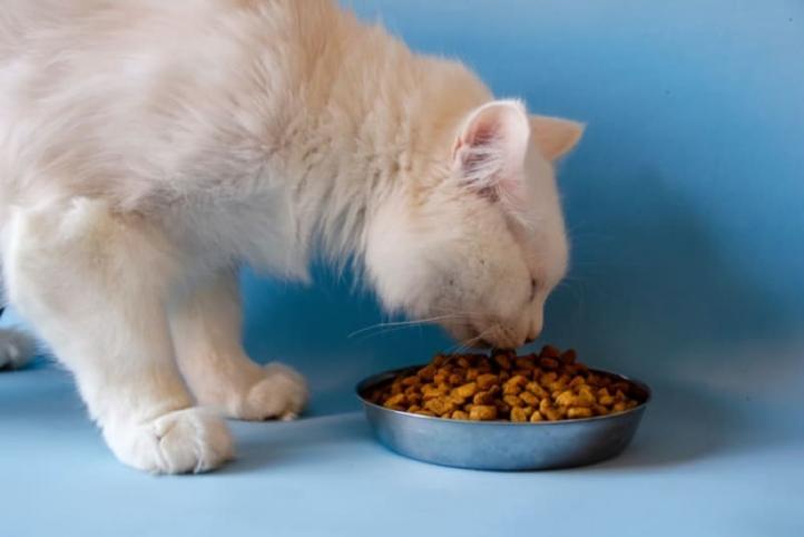 Chế độ ăn cho mèo mắc bệnh tiết niệu như thế nào?