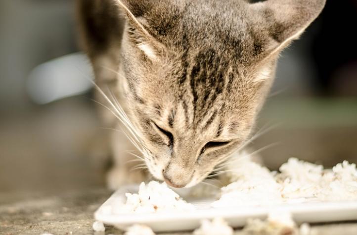 Cho mèo ăn cơm có tốt không? Có nên cho mèo ăn cơm không?