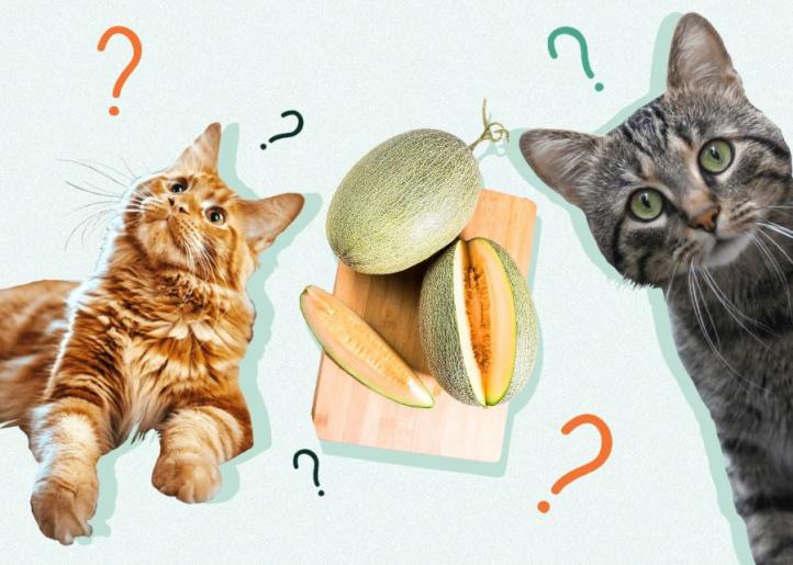 Mèo ăn dưa gang được không?