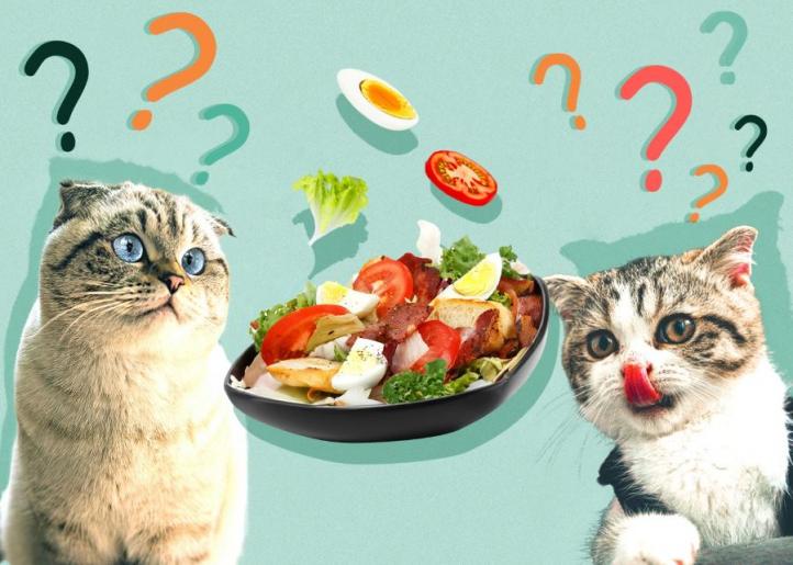 Mèo ăn gì? Những thứ mèo có thể ăn ngoài thức ăn cho mèo