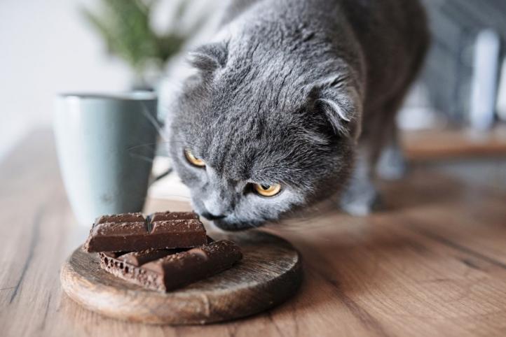 Mèo ăn sô cô la: Sô cô la độc hại như thế nào đối với mèo?