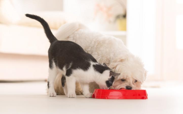 Mèo ăn thức ăn cho chó được không?