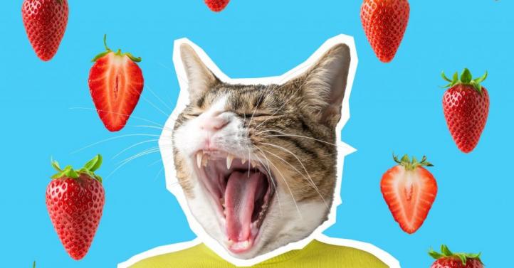 Mèo có ăn dâu tây không? Ưu và nhược điểm của dâu tây