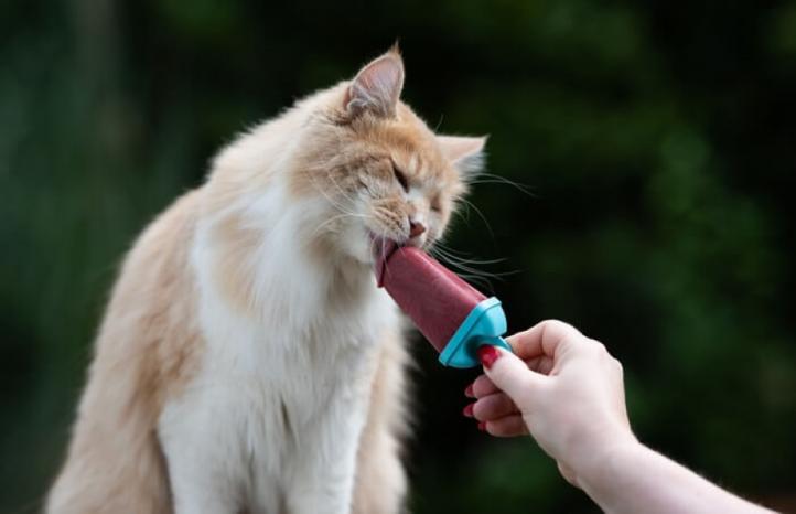 Mèo có ăn kem không?