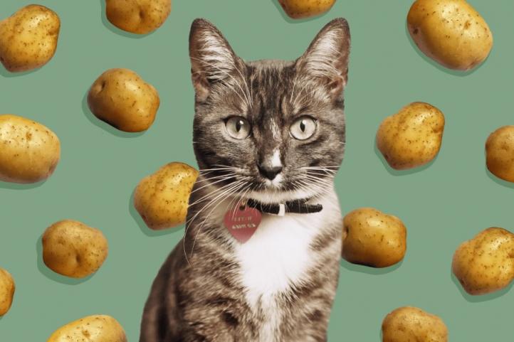 Mèo có ăn khoai tây không?