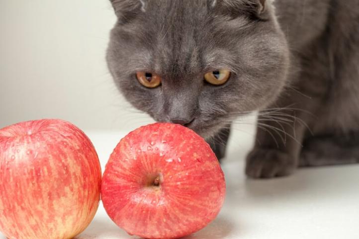 Mèo có ăn táo không? Những lợi ích của táo đối với mèo