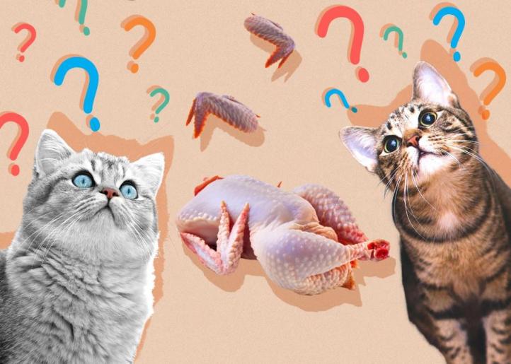 Mèo có ăn thịt gà không? Mèo ăn gà luộc không?