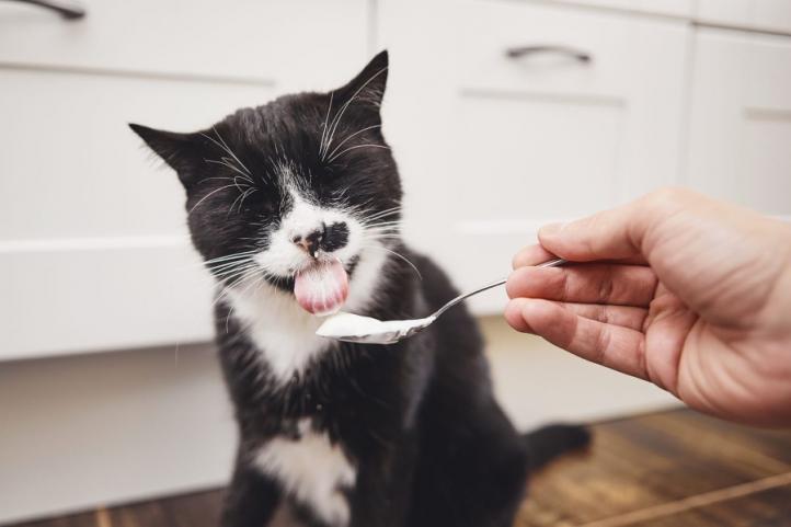 Mèo có thể ăn sữa chua không? Lợi ích của sữa chua cho mèo!