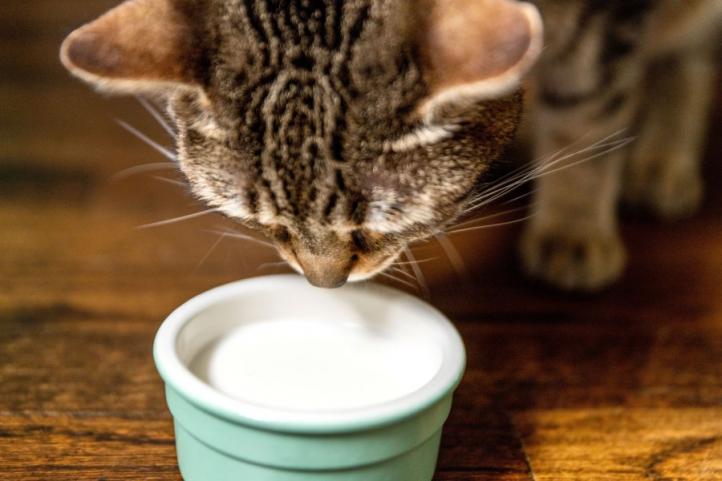 Mèo có thể uống sữa không? Cho mèo uống sữa có hại không?
