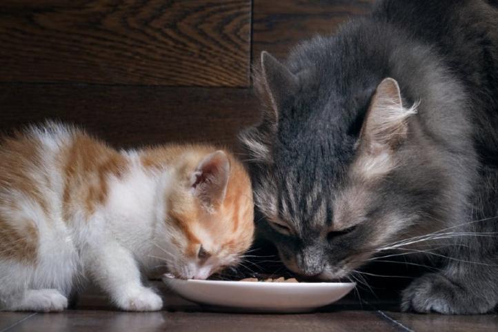 Mèo trưởng thành có thể ăn thức ăn cho mèo con không?