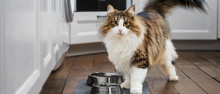 Chế độ ăn ảnh hưởng đến sức khỏe da mèo như thế nào?