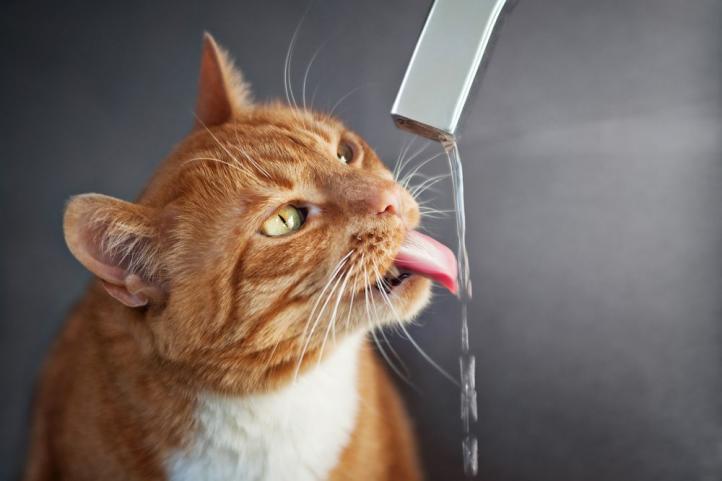 Tại sao mèo uống nước? Mèo nên uống bao nhiêu nước?
