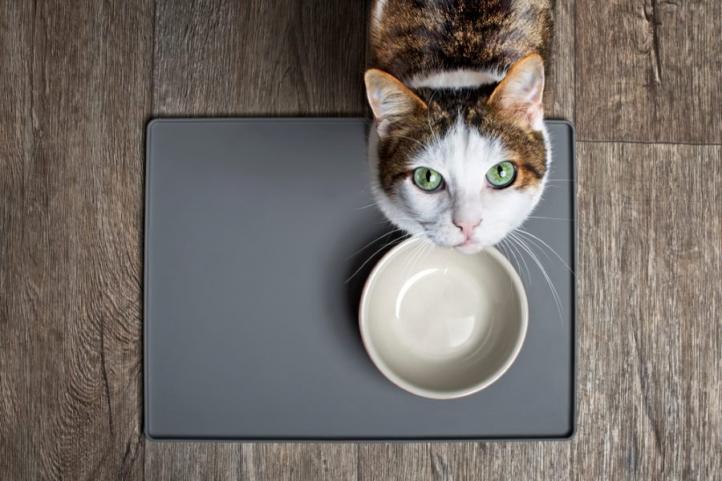Thay đổi thức ăn cho mèo - Mèo làm quen với thức ăn mới?
