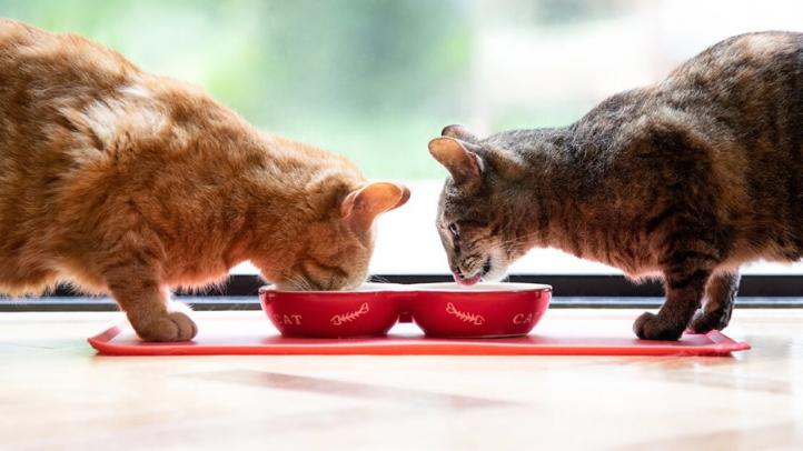 Mèo bình thường ăn thức ăn cho mèo triệt sản được không?