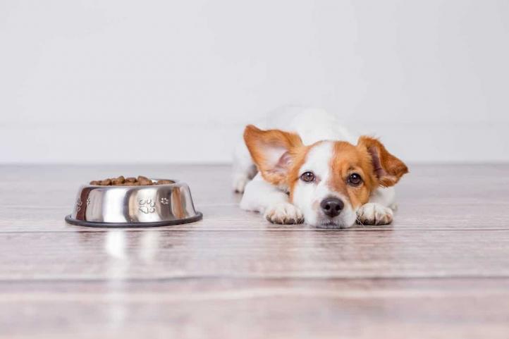 Chế độ ăn cho chó mắc bệnh thận