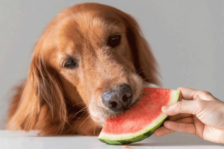 Chó ăn được dưa hấu không?
