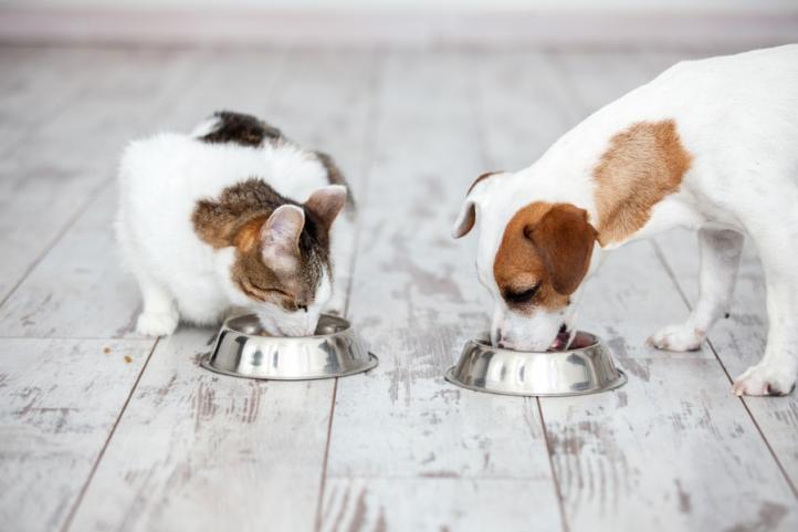 Chó ăn thức ăn cho mèo được không?