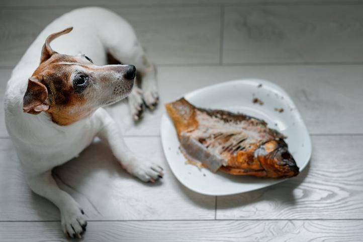 Chó có ăn cá không? Nhu cầu dinh dưỡng hợp lý