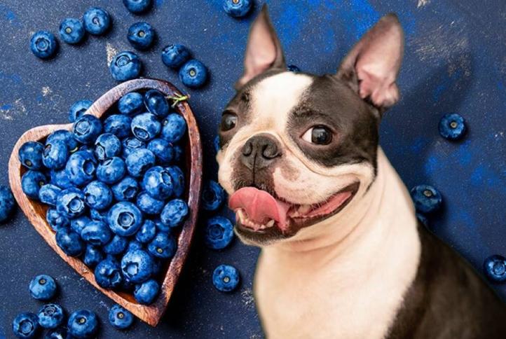 Chó có thể ăn quả việt quất không?