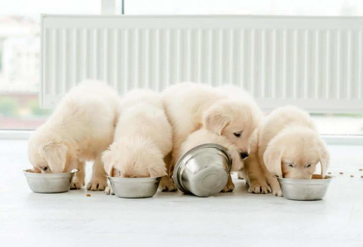 Chó con ăn thức ăn cho chó trưởng thành được không?