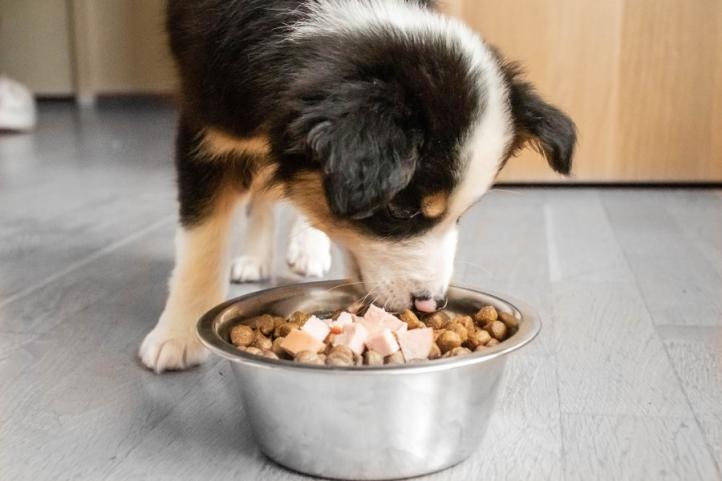 Cần cân nhắc điều gì khi lựa chọn thức ăn cho chó?
