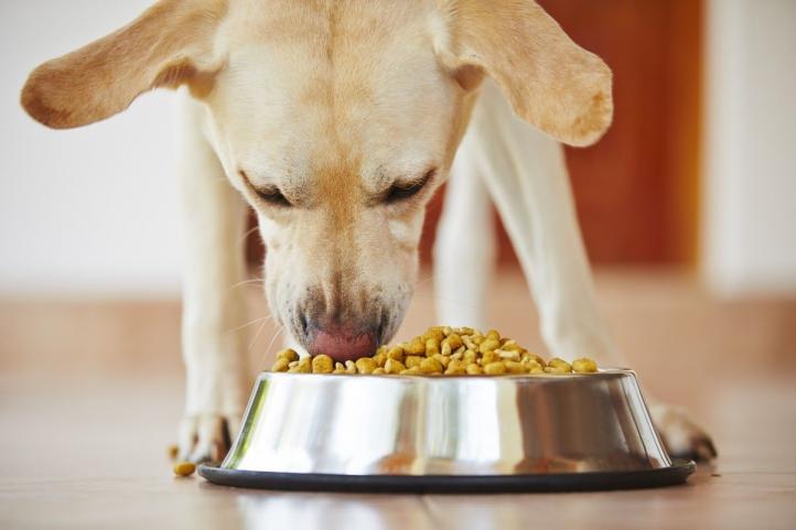 Lợi ích thức ăn không ngũ cốc cho chó