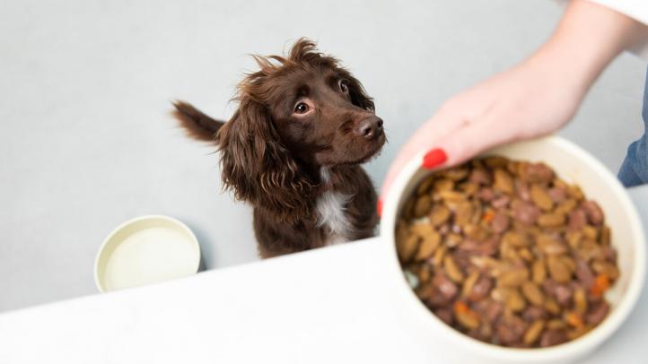 Thức ăn ướt cho chó – Lợi ích và Tác hại cho chế độ dinh dưỡng